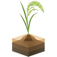 نمو دانه