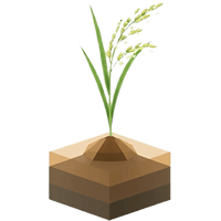 گلدهی