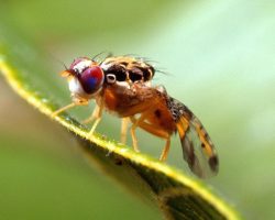 Ceratitis-capitata