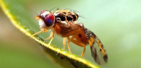Ceratitis-capitata