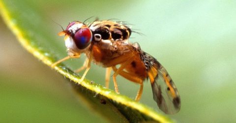 Ceratitis-capitata