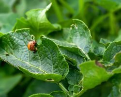 Colorado potato beetle Leptinotarsa decemlineata potato pest on green foliage. Pest control. Gardening. Horizontal photo.