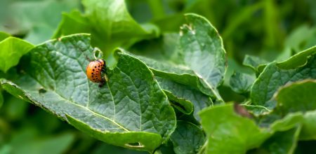 Colorado potato beetle Leptinotarsa decemlineata potato pest on green foliage. Pest control. Gardening. Horizontal photo.