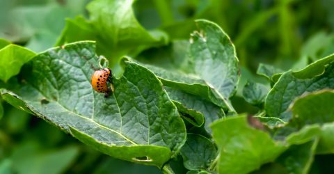 Colorado potato beetle Leptinotarsa decemlineata potato pest on green foliage. Pest control. Gardening. Horizontal photo.