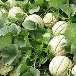 خربزه