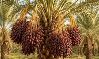 خرما