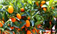 مرکبات اصلاحی