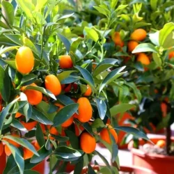 مرکبات اصلاحی