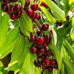 گیلاس